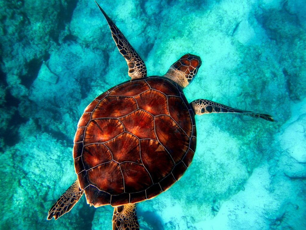 if an organism's diploid number is 12, what would be its haploid number? 3 6 24 48