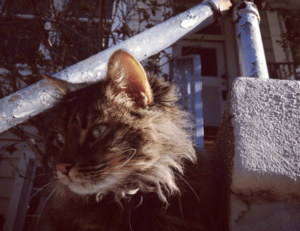 avoid kids toys with zifegemo