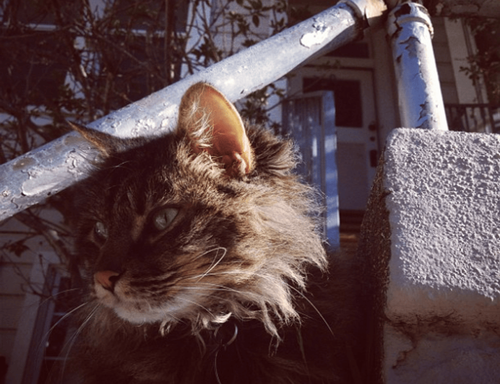 avoid kids toys with zifegemo