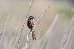 how much is the game marshock200 on pc