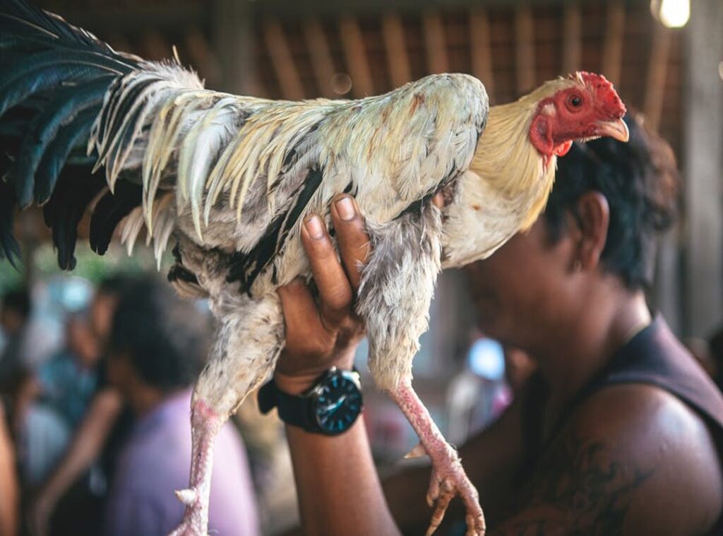 warna ayam yang tidak boleh untuk pengesahan psht
